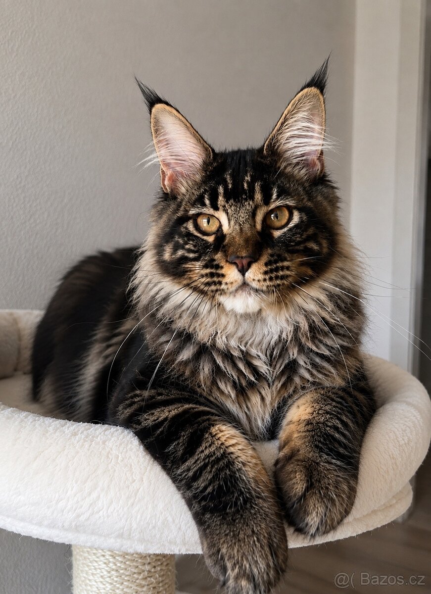 Mainská mývalí koťata s PP - 2