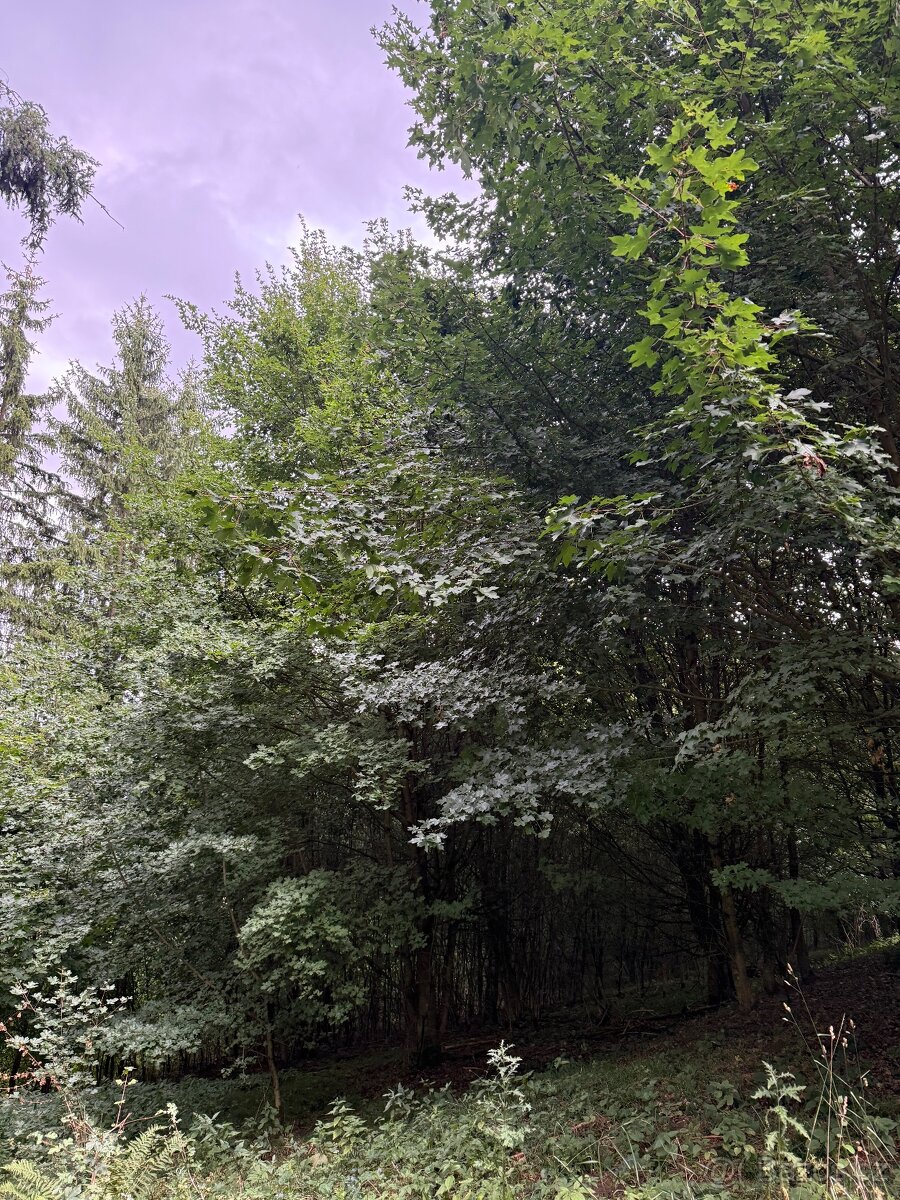 Prodej lesa Drnovice u Valašských Klobouk - 2294m2 - 2