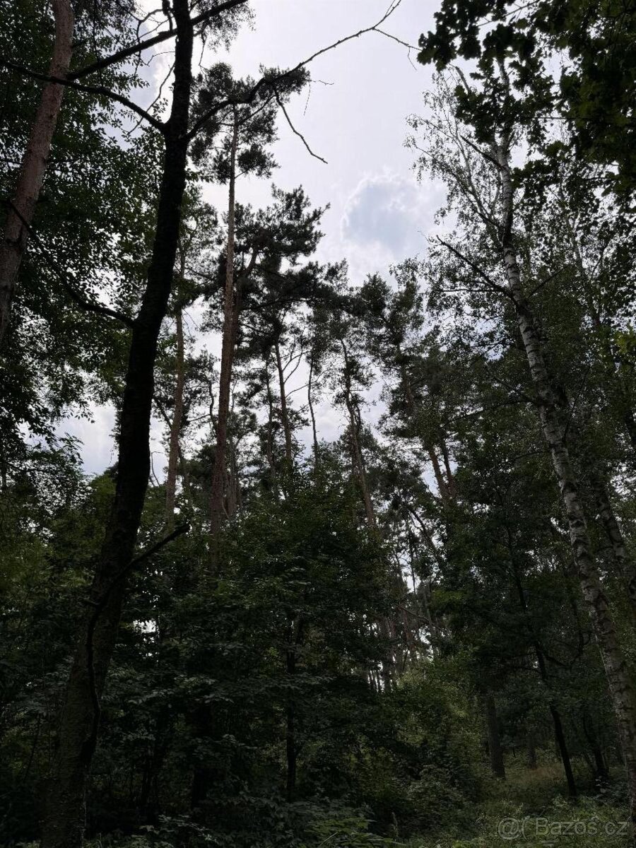 Prodej lesního pozemku k.ú. Kojice - 2