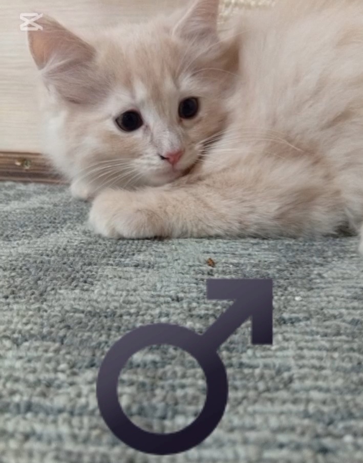 Ragdoll - 2