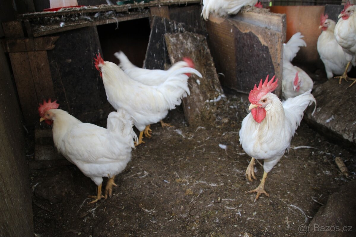 Kohouti leghorn + ayam cemani - 2