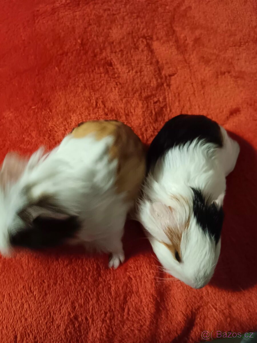 Morčátka - samci - 2