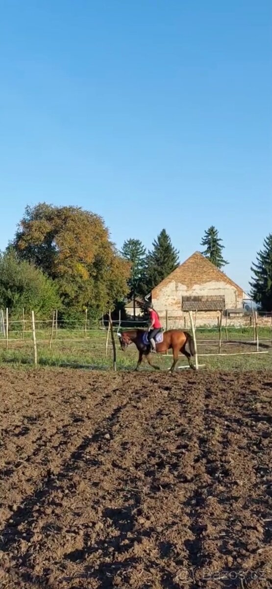 Kobylka na predaj - 2