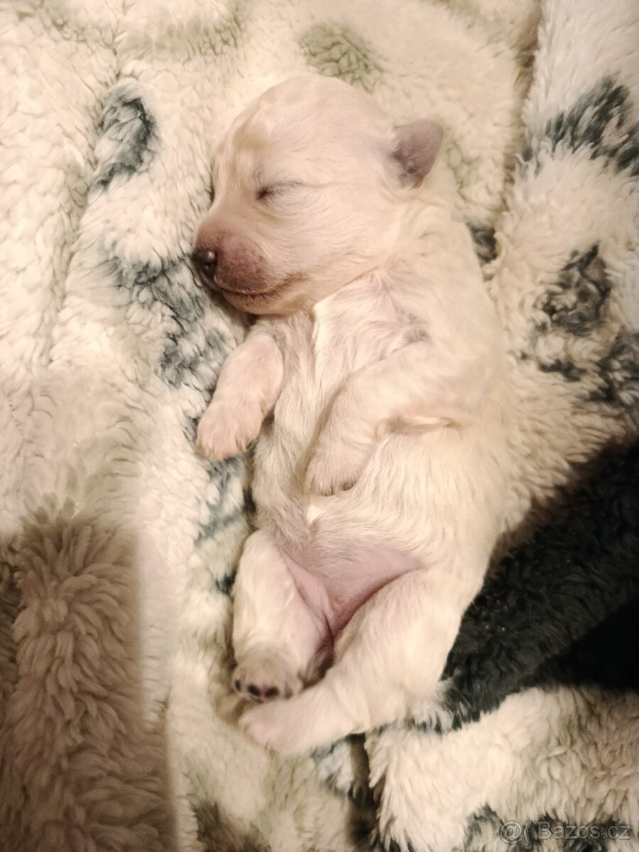 Boloňský psík - 2