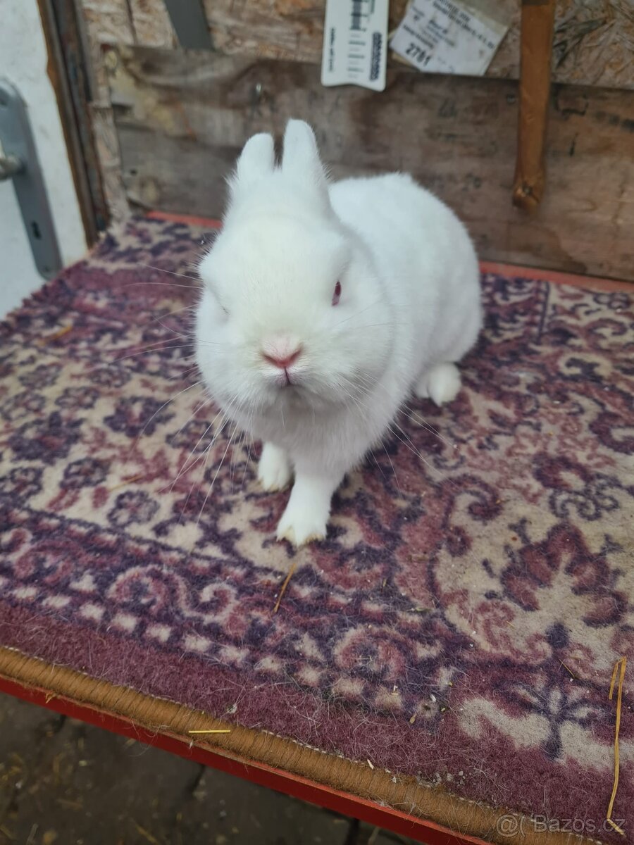 Hermelín červenooký - 2