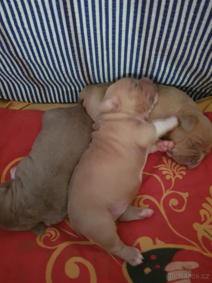 American Bully pocket - 2