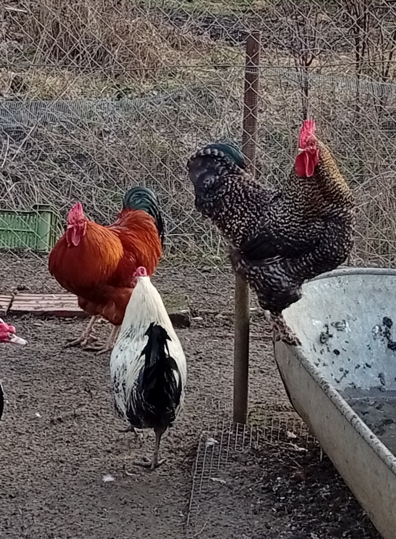 Kohouti na prodej - 2