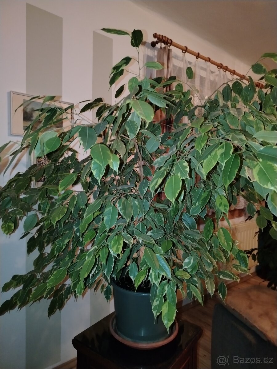 Fikus Benjamin - 2