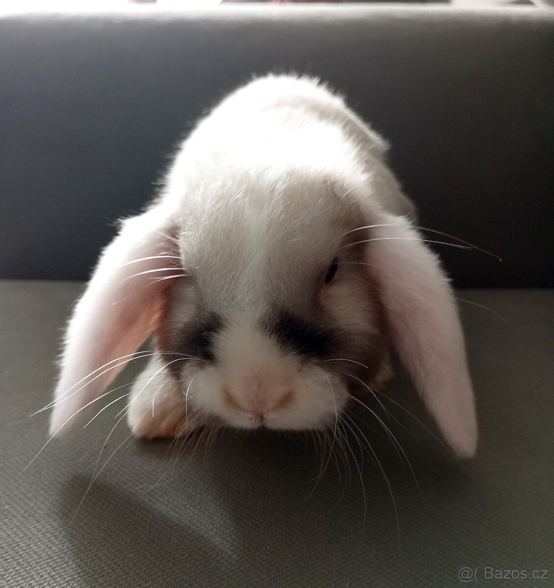Zakrslý beránek králíček - 2