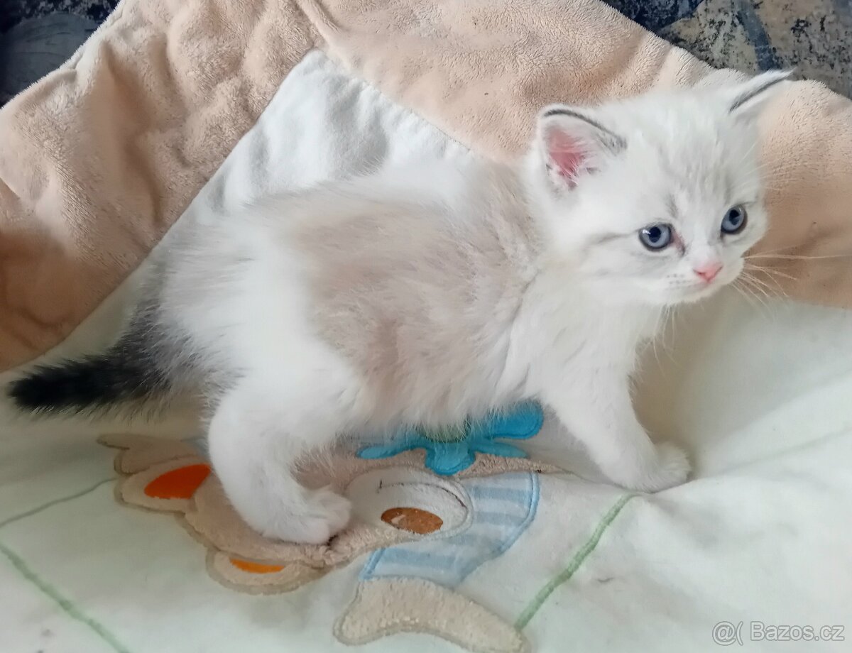 Britský kocourek s PP - 2