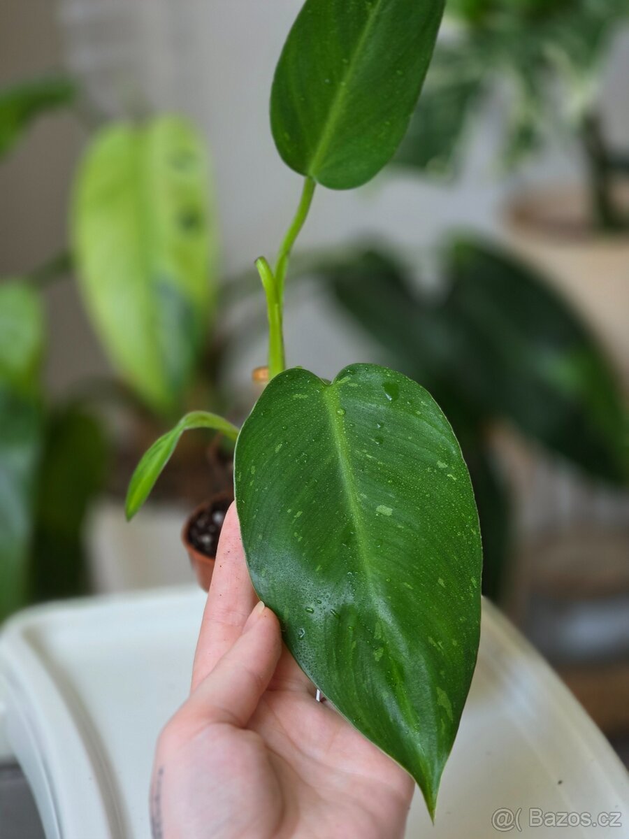 Rostlinné přebytky - 2