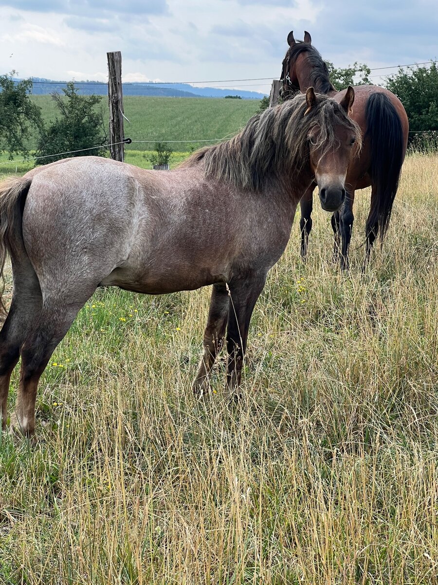 Prodám pony valaška - 2