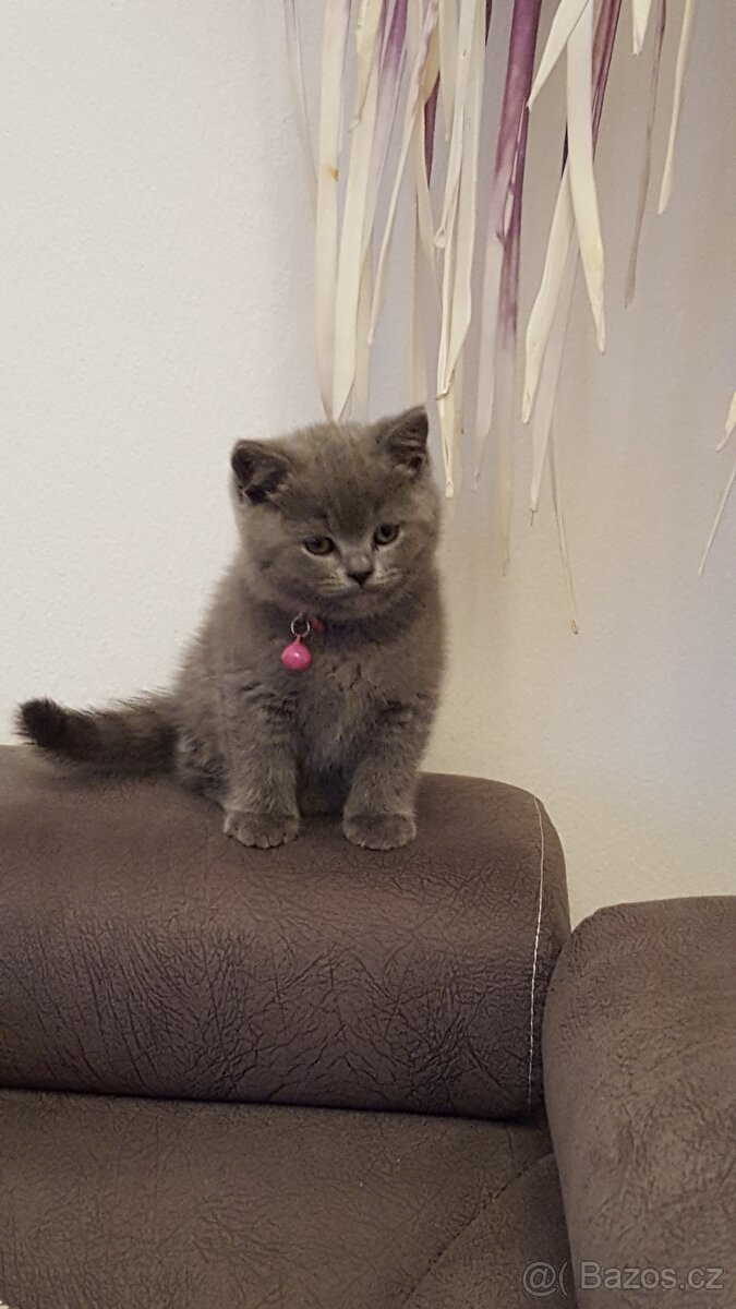 NABÍZÍM BRITSKÉ MODRÉ KOCOURKY NA PROSINEC - 2