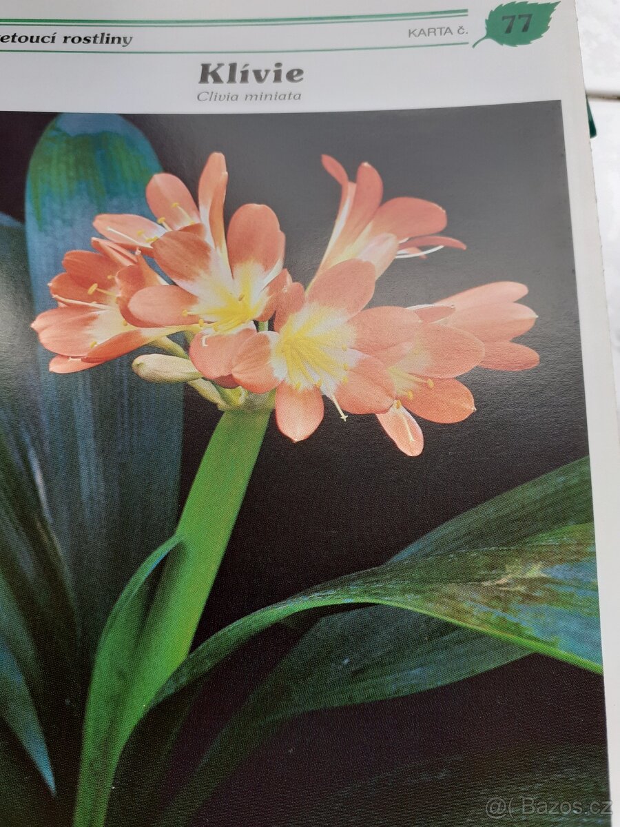 pokojové rostliny - 2