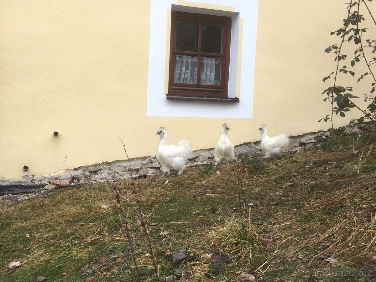Bílá hedvábnička slepice - 2