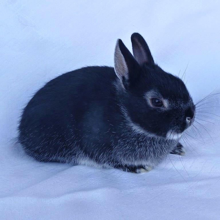 Zakrslí beránci,teddy a bílopesíkatí králíčci s rodokmenem - 2