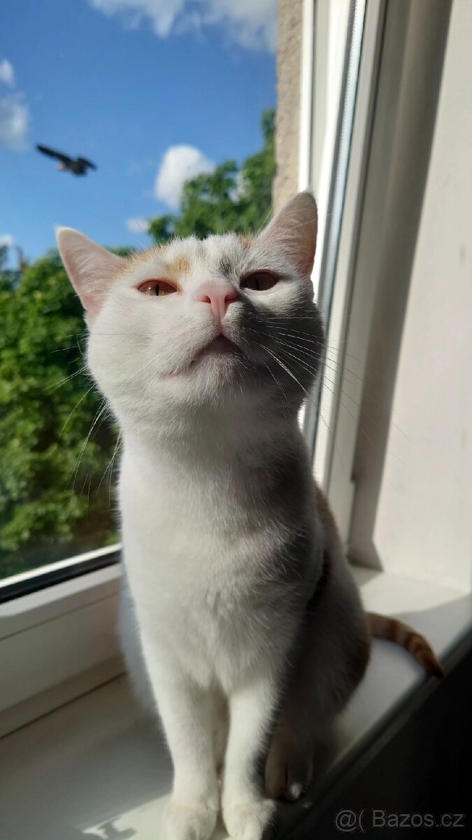 Nabízím kocoura do dobrých rukou - 2