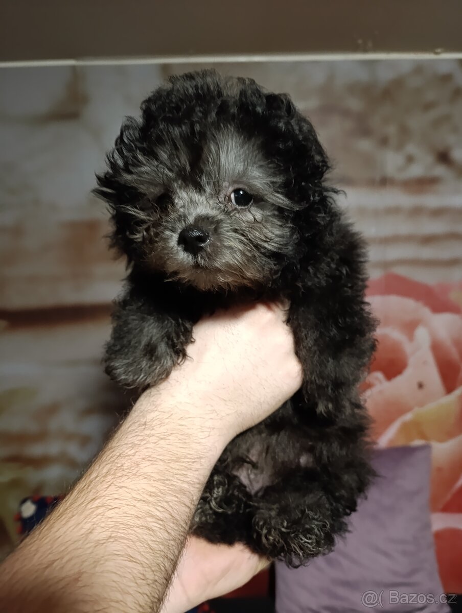 Ruská barevná boloňka s PP - 2