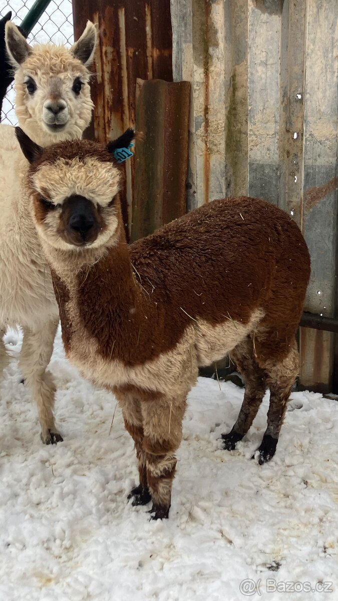 Alpaka samičky - 2