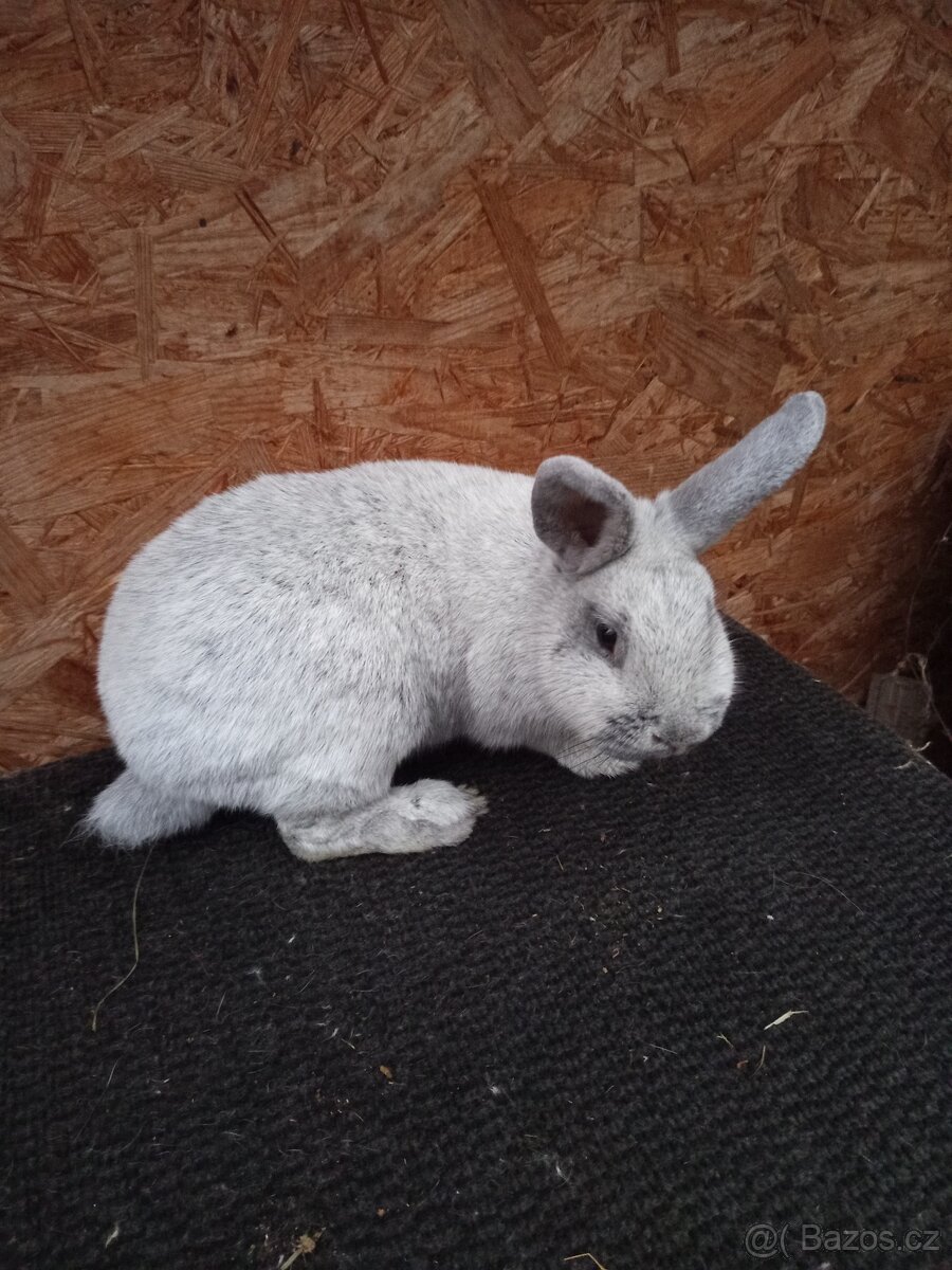 Stříbřitý světlý - 2