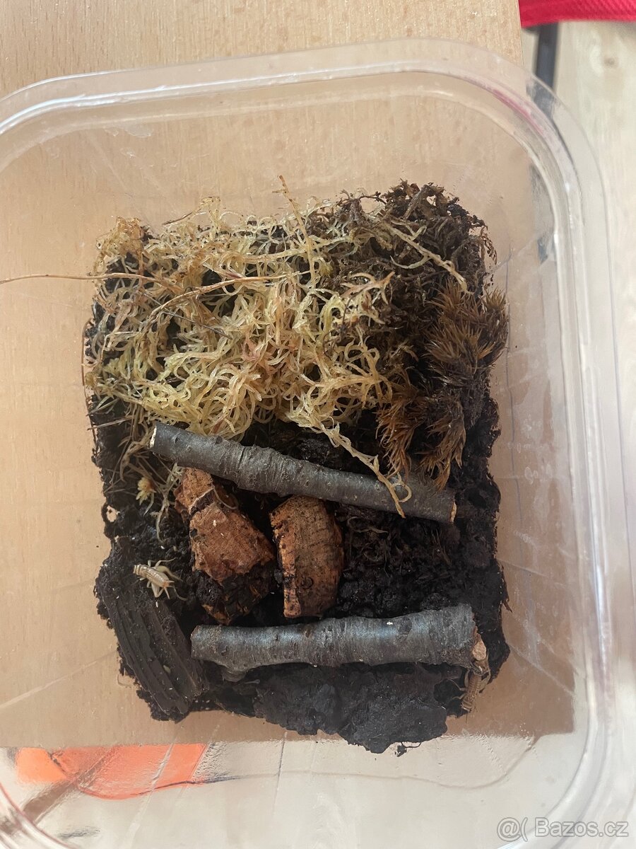 Heterometrus petersii - 2