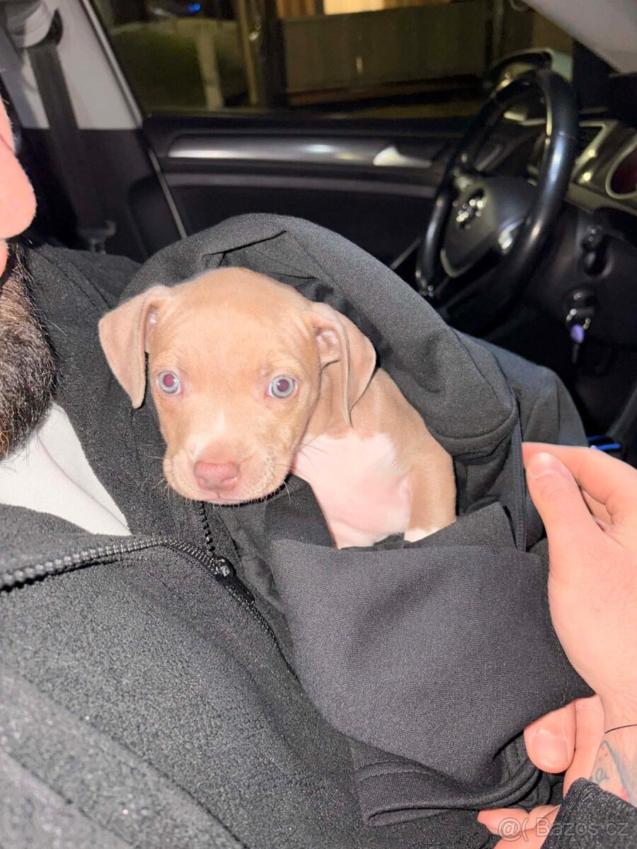 American Bully XL - 2