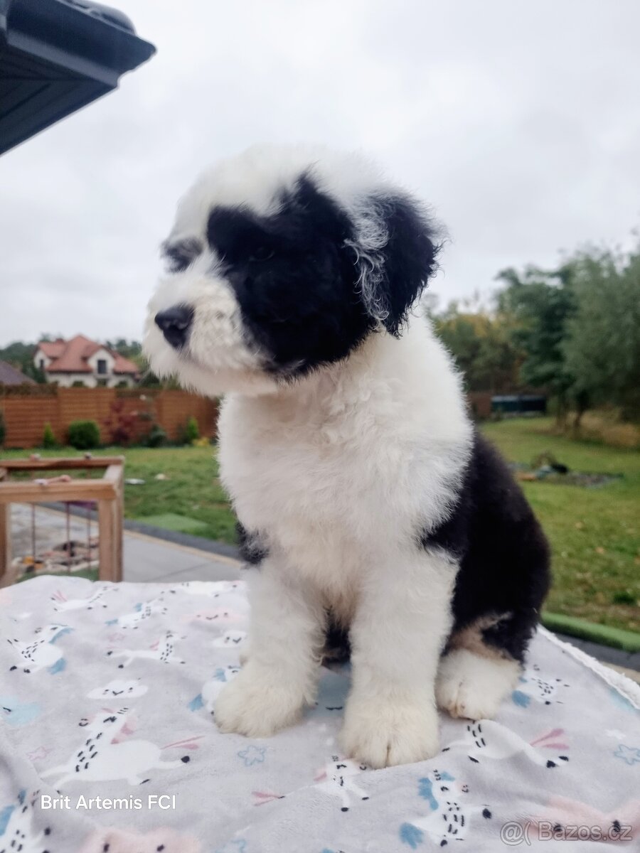 Staroanglický ovčák bobtail - 2 kluci k dispozici - 2