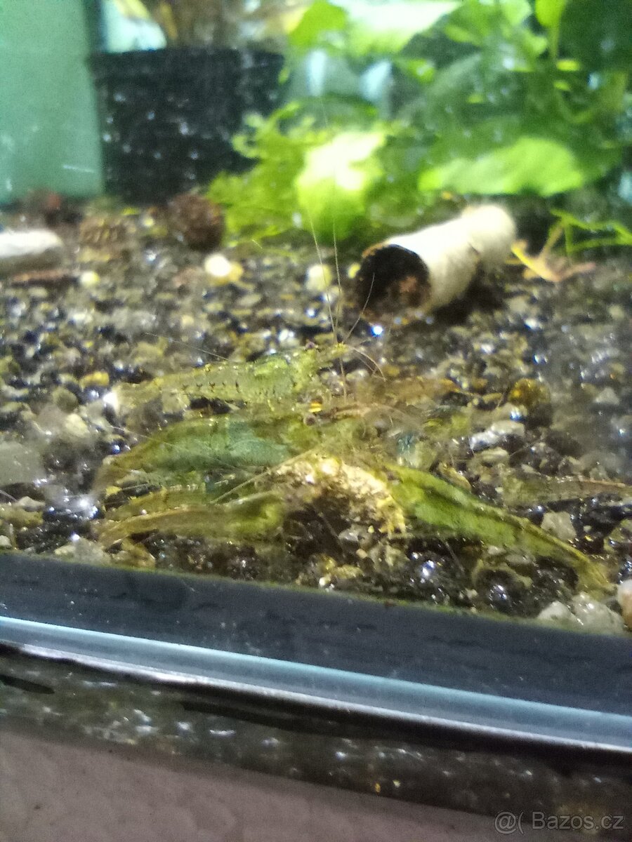(NEDOSTUPNÉ) krevetky Neocaridina Palmata Green - 2