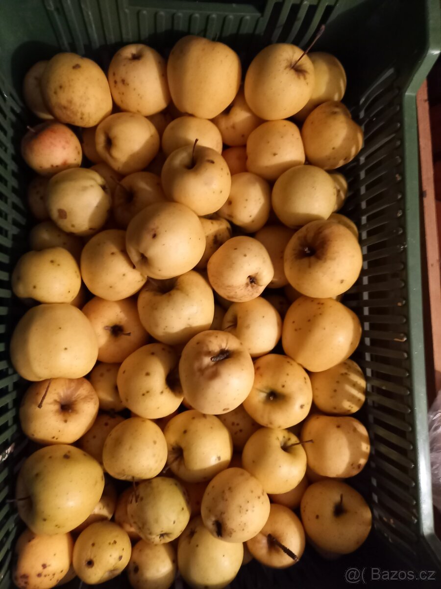 Prodej zimních jablek - 2