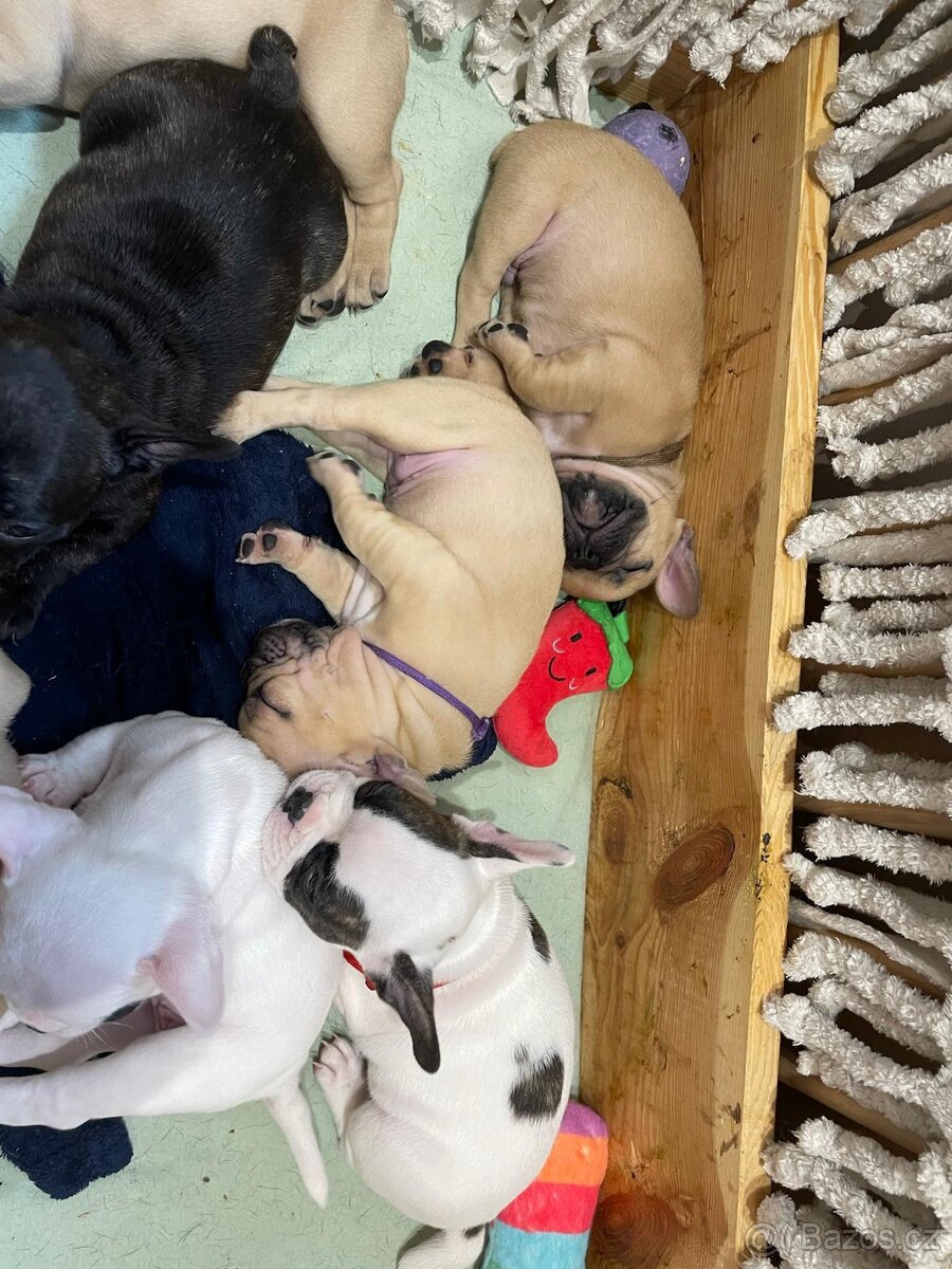 Štěňata francouzský buldoček - 2