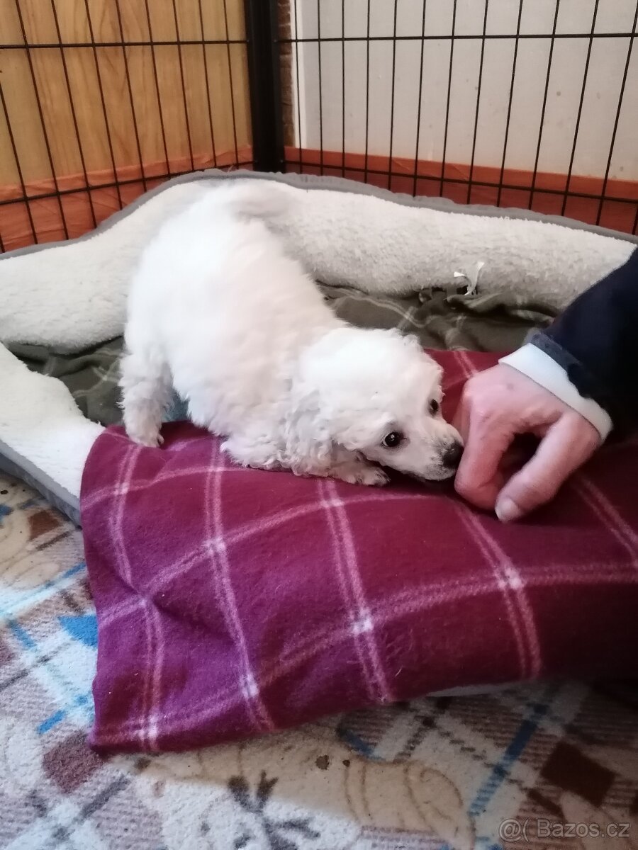 Pudl trpasličí - 2