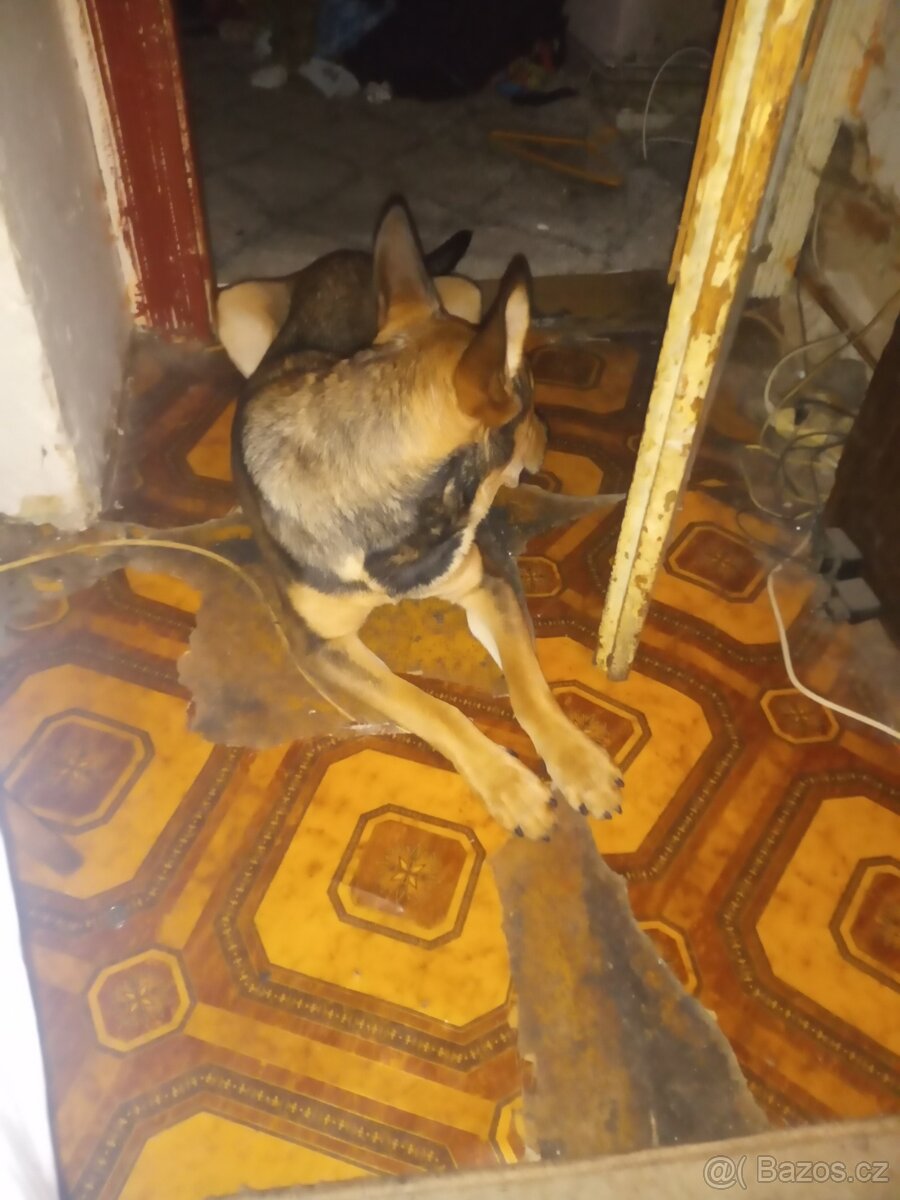 Daruji štěně vlčáka ihned nutné - 2