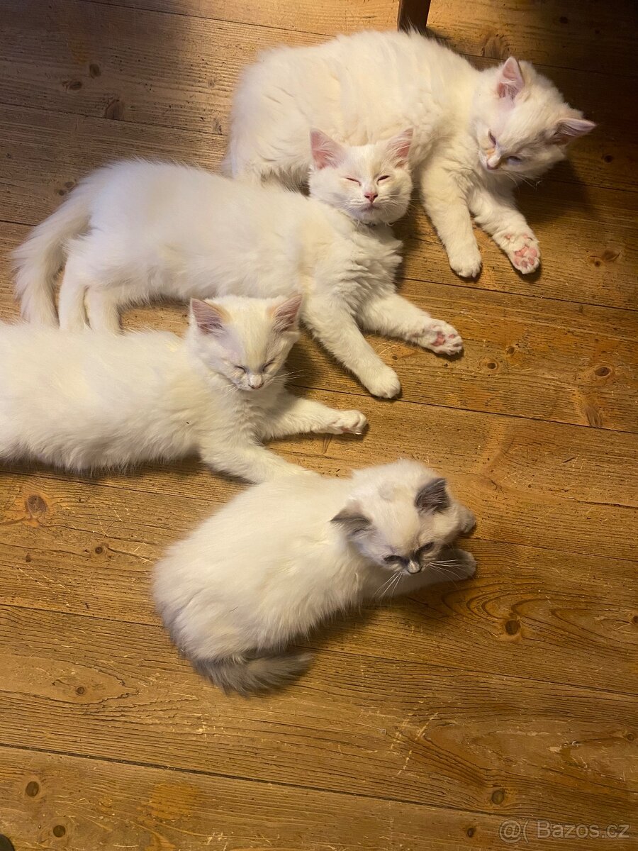 Ragdoll koťátka - 2
