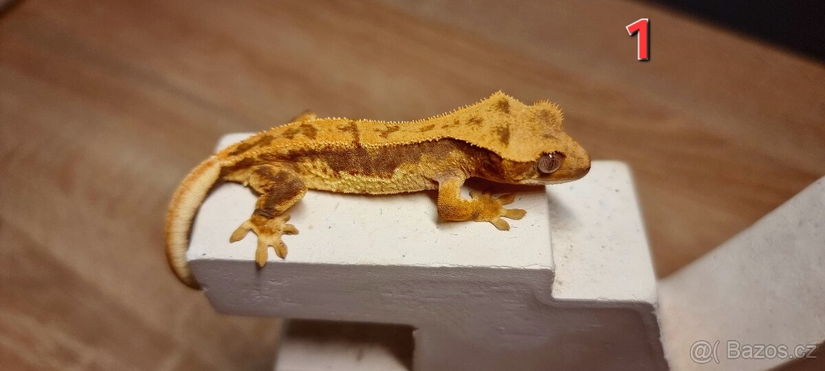 Pagekon řasnatý - 2