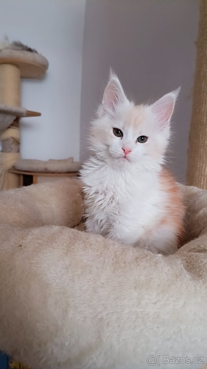 Mainská mývalí s PP - 2