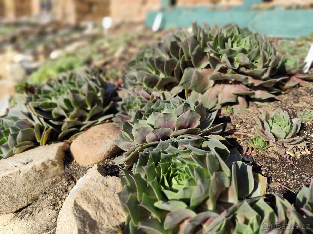 Prodej netřesky Znojmo - 2