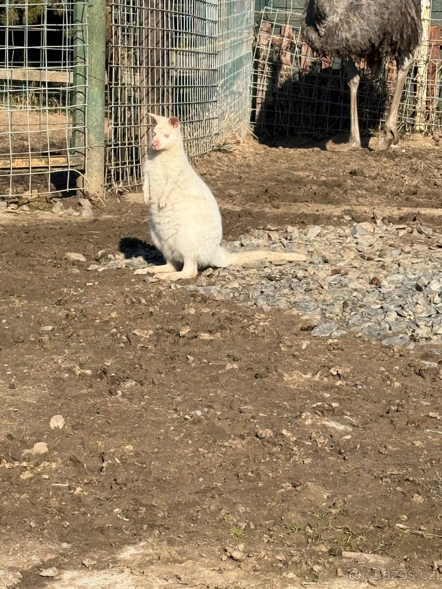 Klokan Bennettův - 2