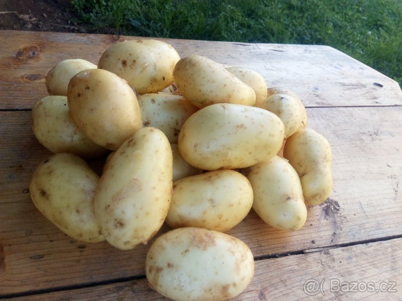 Brambory konzumní, krmné i sadbové – doprodej - 2