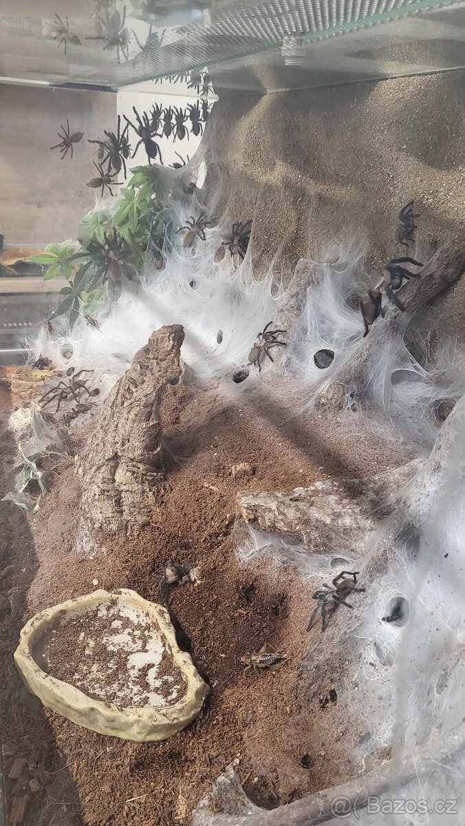 Monocentropus balfouri - 2