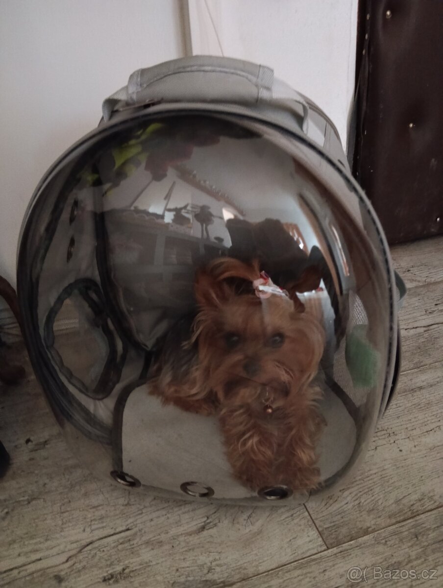 Jorkšírský teriér baroh - 2