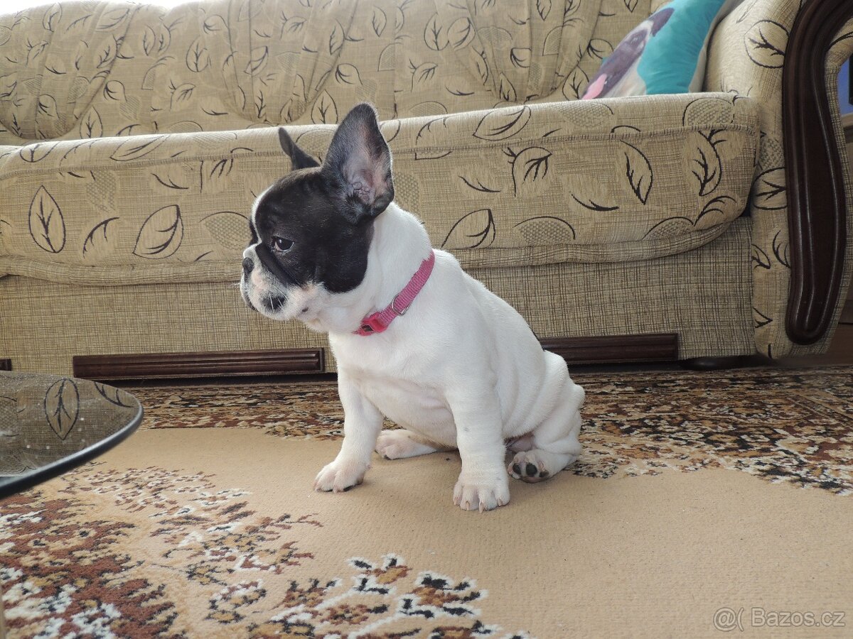 Francouzský buldoček S PP. - 2