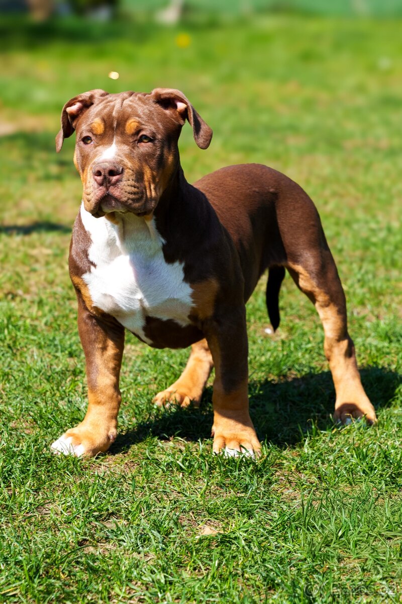 American bully XL - 2
