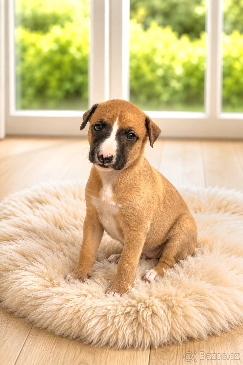 Whippet s PP - 2