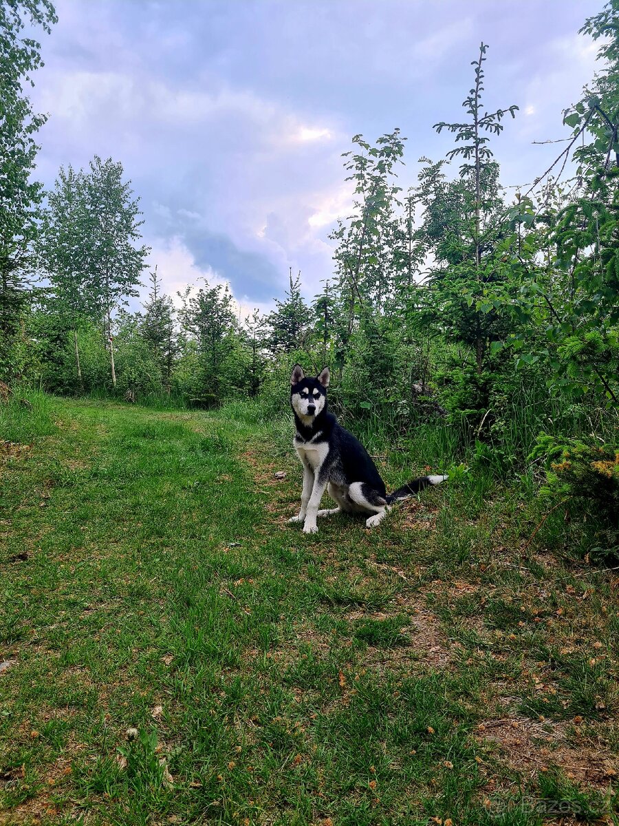 Sibiřský husky - 2