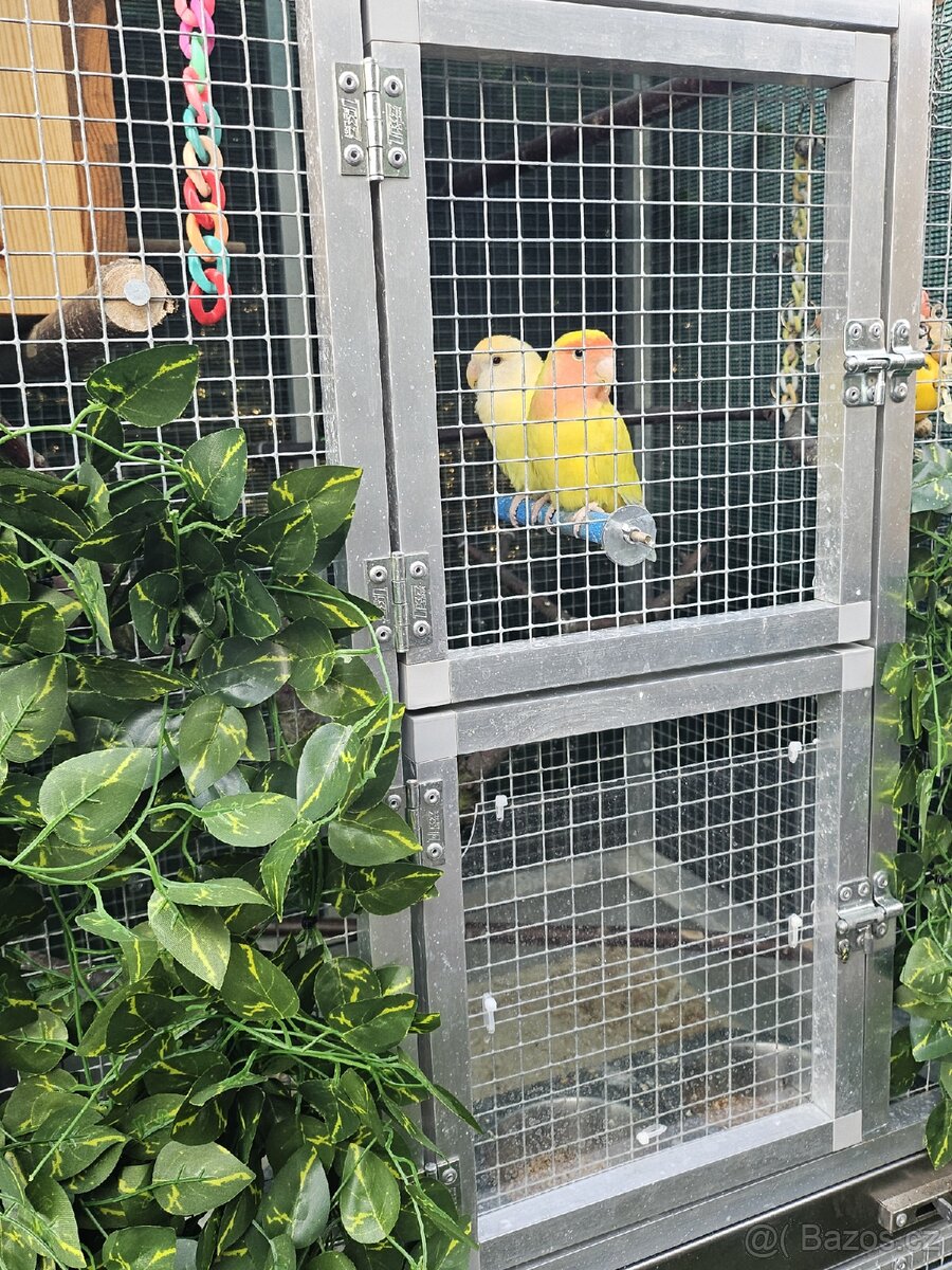 Agapornis růžohrdlý - 2