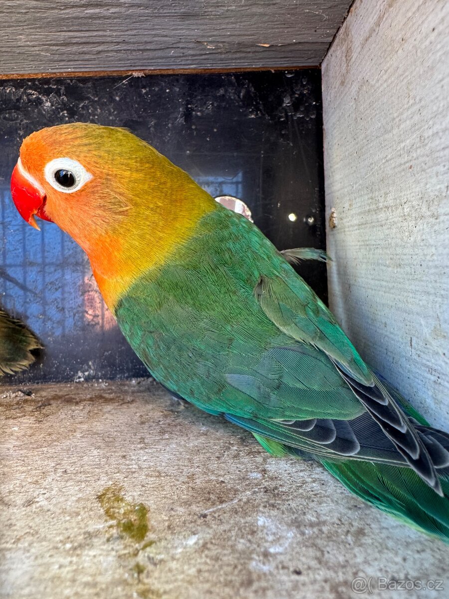 Agapornis Fišerův - 2