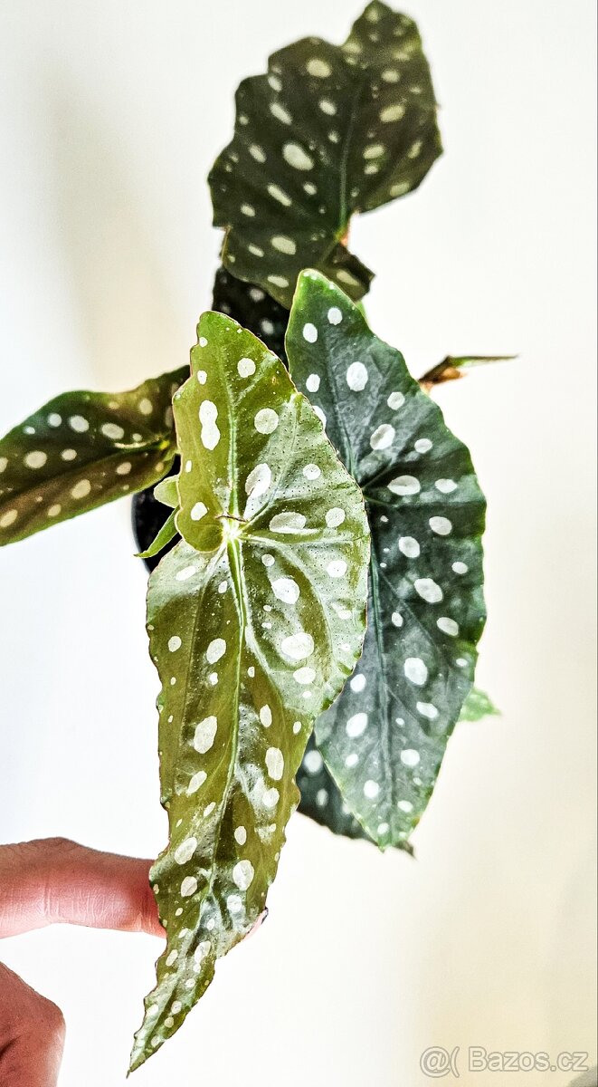 Begonia maculata - 2