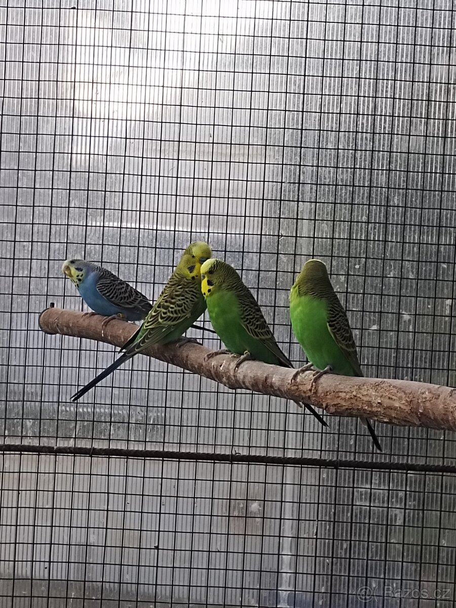 Andulka vlnkovaná - 2