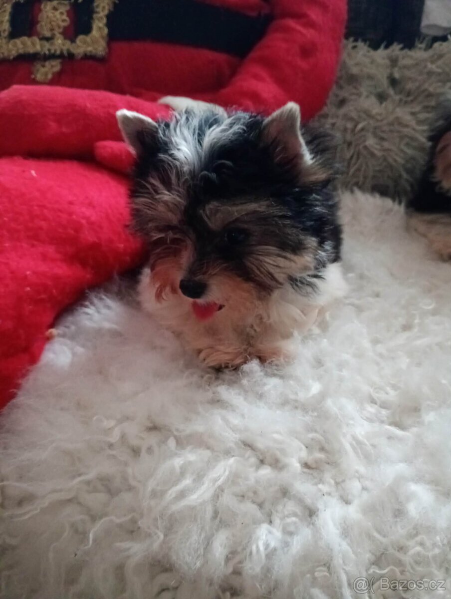 Jorkšír biewer bez pp malého vzrůstu - 2