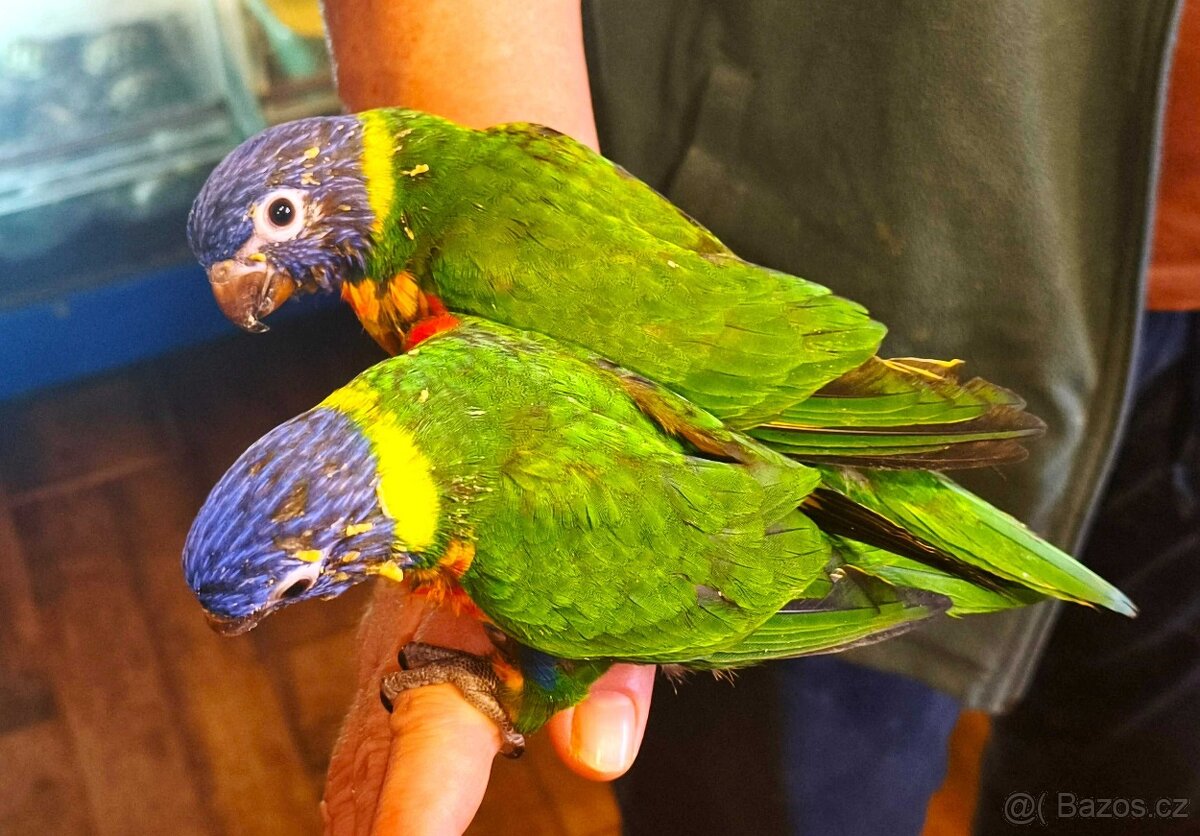 Lori mnohobarvý horský - 2